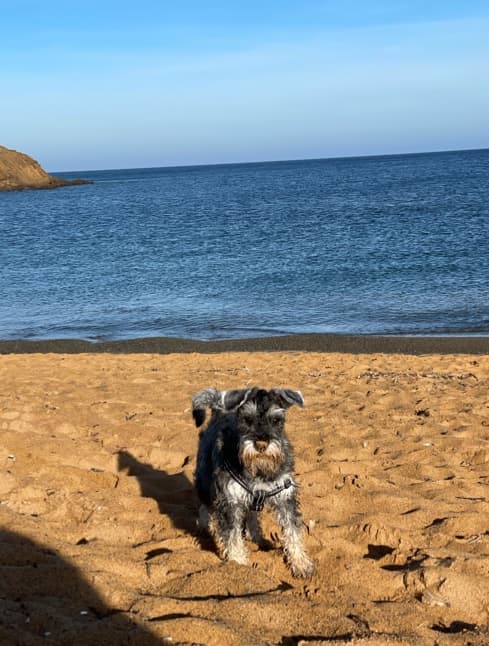 A small dog on a sandy beach by the sea