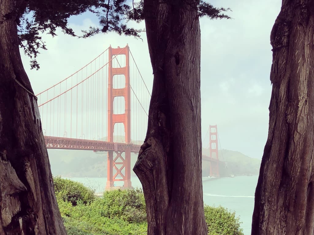The Golden Gate Bridge between cypress trees